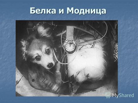 Белка и Модница