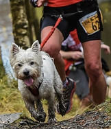 Find a CaniCross race