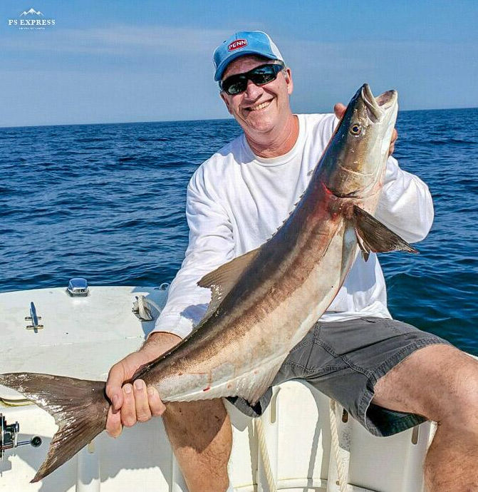 Cobia on the Reef
