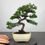 Miniaturbild: Chinesischer Wacholder var. Kishu Bonsai