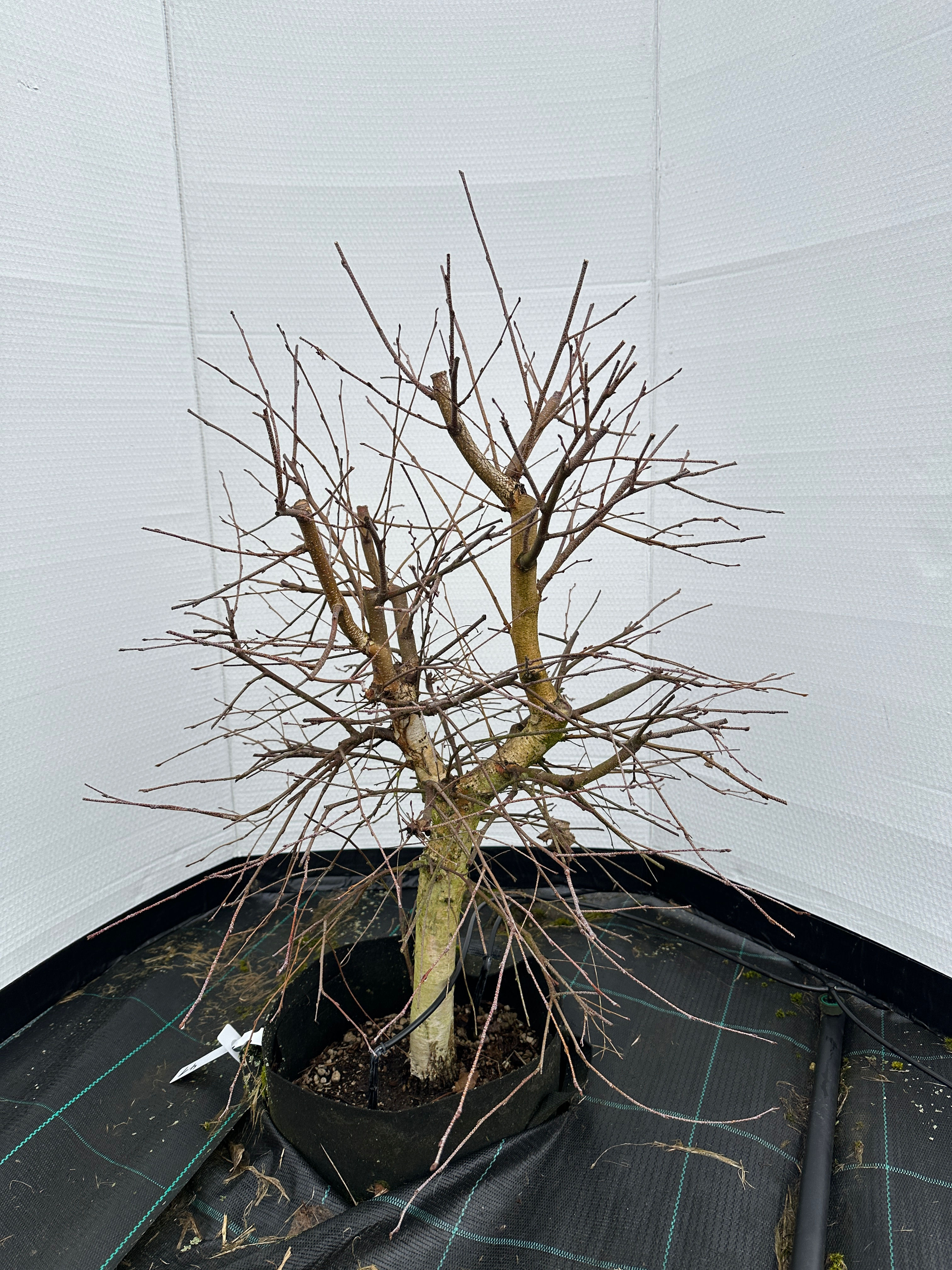 Birke (betula pendula)