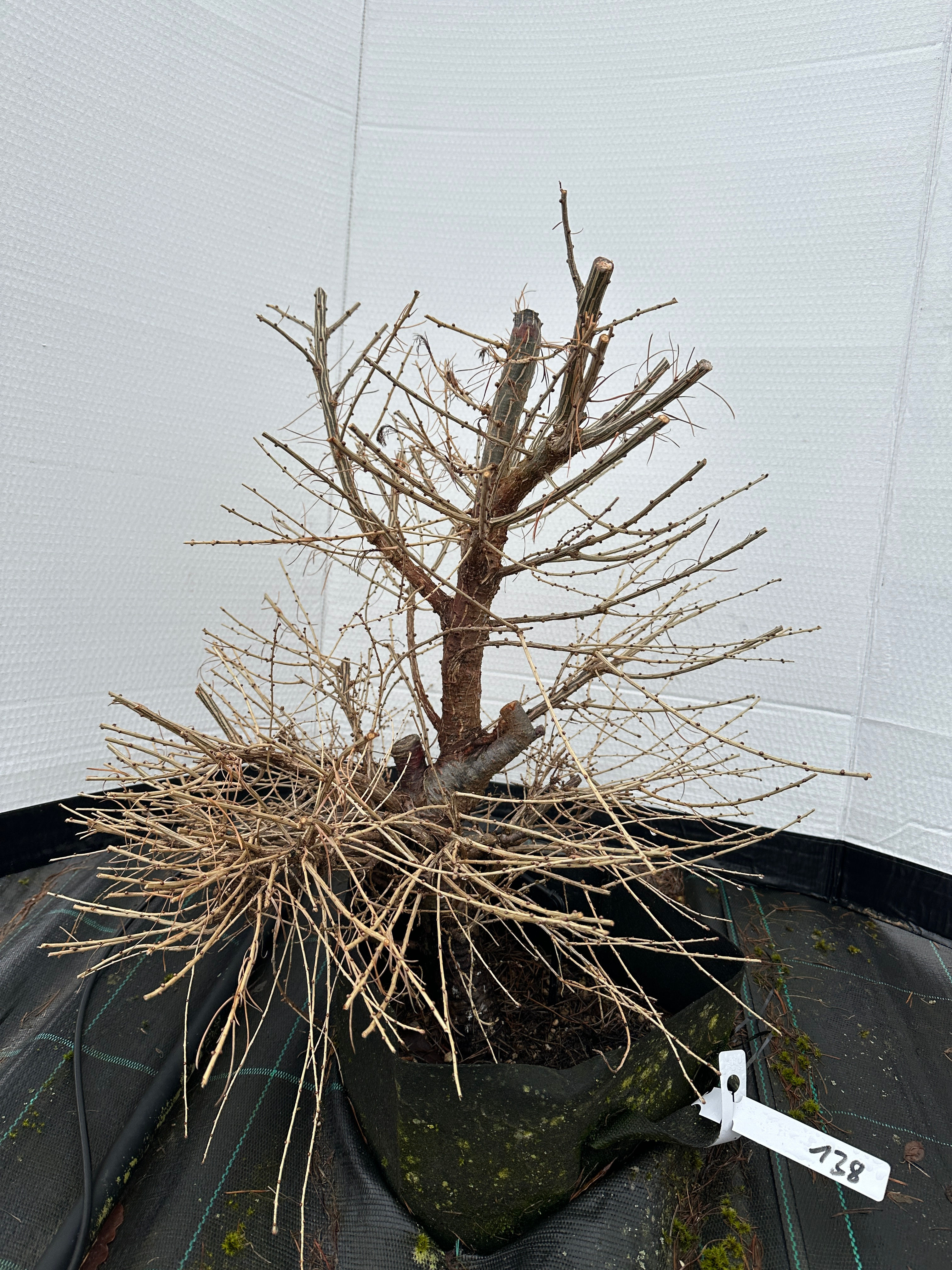 Europäische Lärche