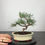 Thumbnail: Strauchwacholder Bonsai