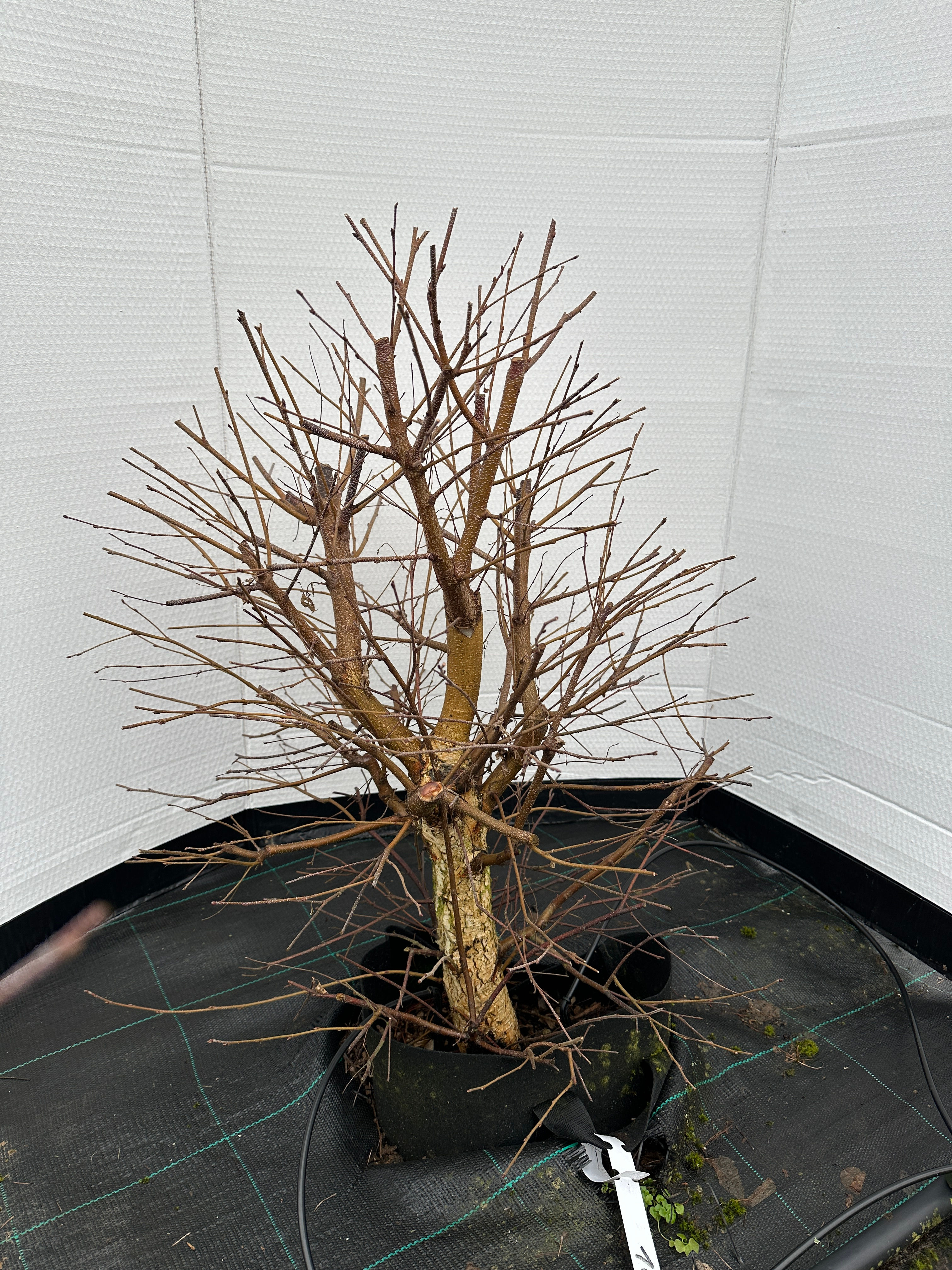 Birke (betula pendula)