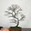 Thumbnail: Ulme 'Jacqueline Hillier' Bonsai