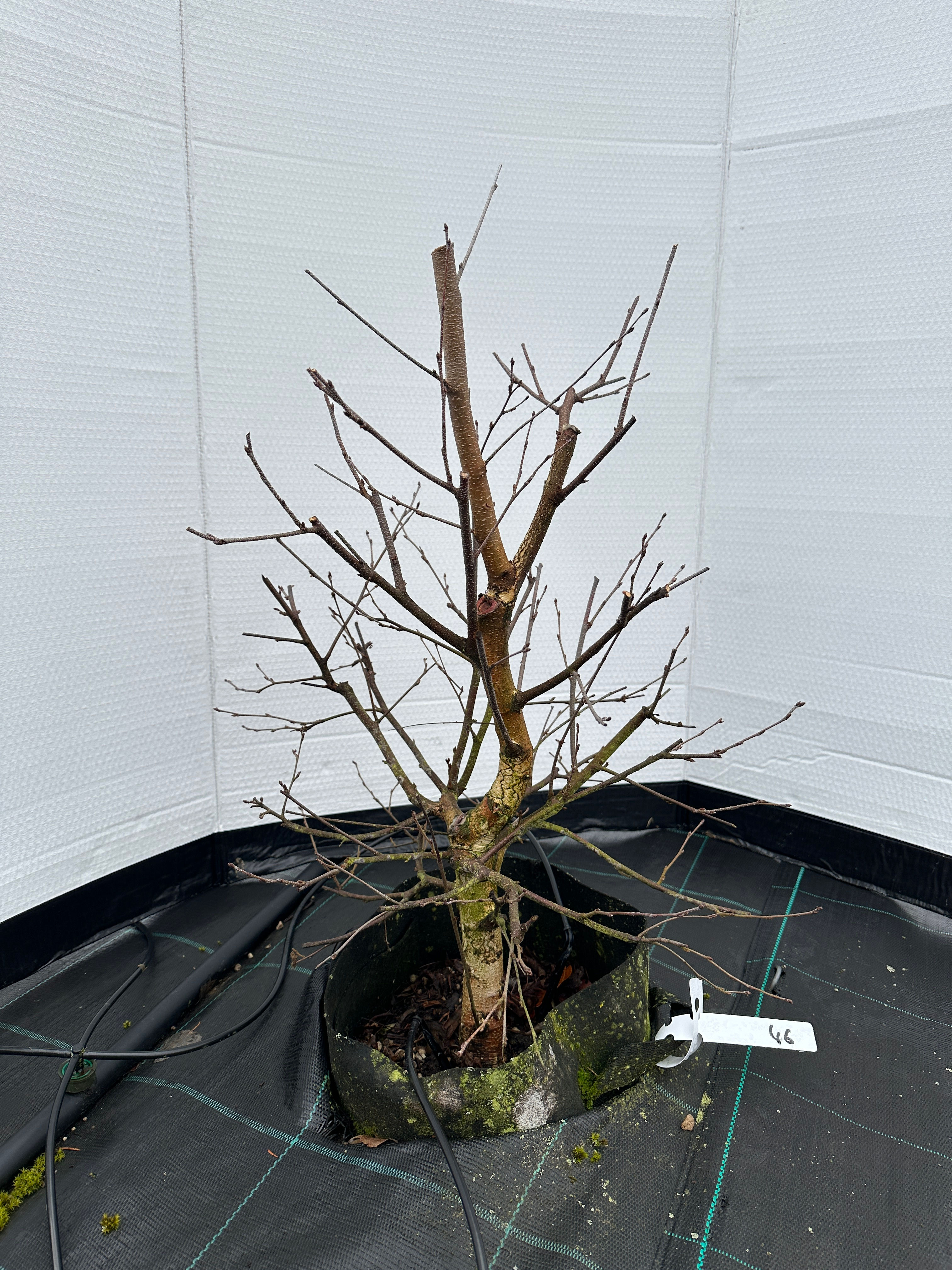 Birke (betula pendula)