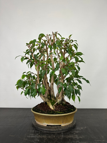 bonsai 38 Geometric Square No. 38  Mirai Goods