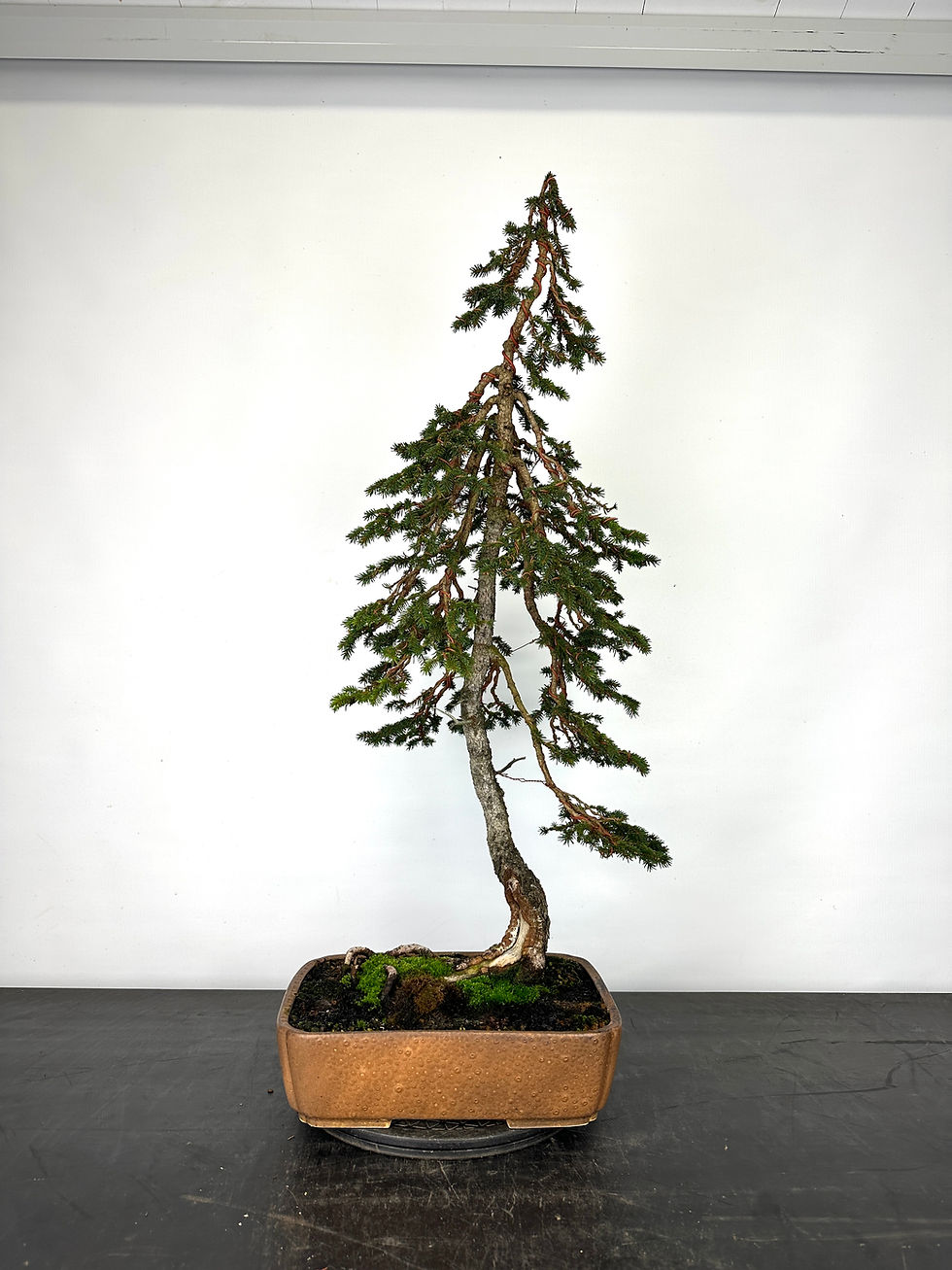 Fichten Yamadori aus Österreich