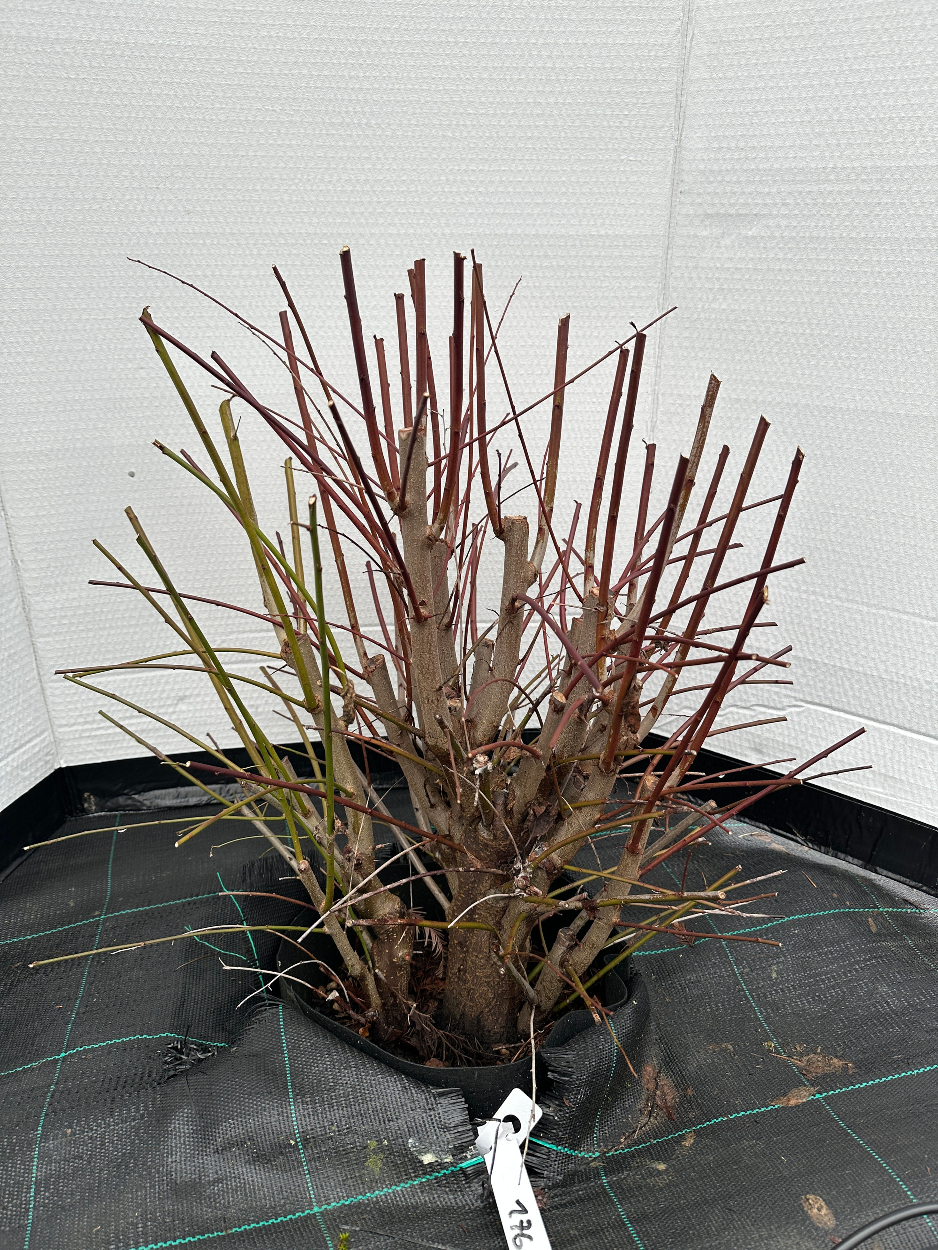 Mirabelle / Kirschpflaume dreier Gruppe