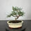 Miniaturbild: Strauchwacholder Bonsai