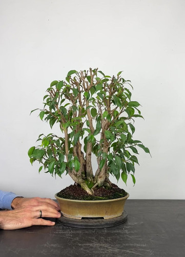 Birkenfeige Bonsai | HappyBonsai