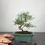 Miniaturbild: Strauchwacholder Bonsai 