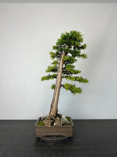 lampe bonsai Large Bonsai LED Nightlight Insert – Glowforge Shop