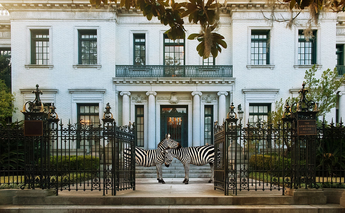 02 MAGICAL ZEBRA_.jpg