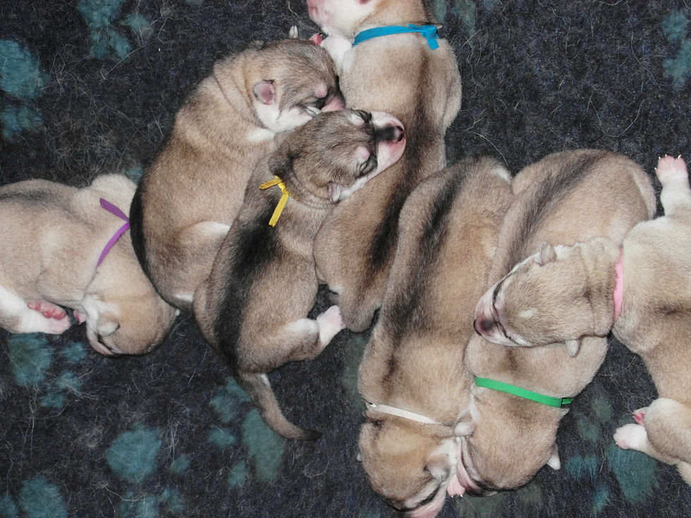 pups 147.JPG