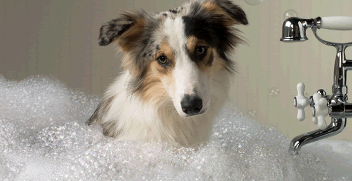 Dog grooming Bathing dog