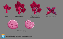 Sistema Respiratorio_2