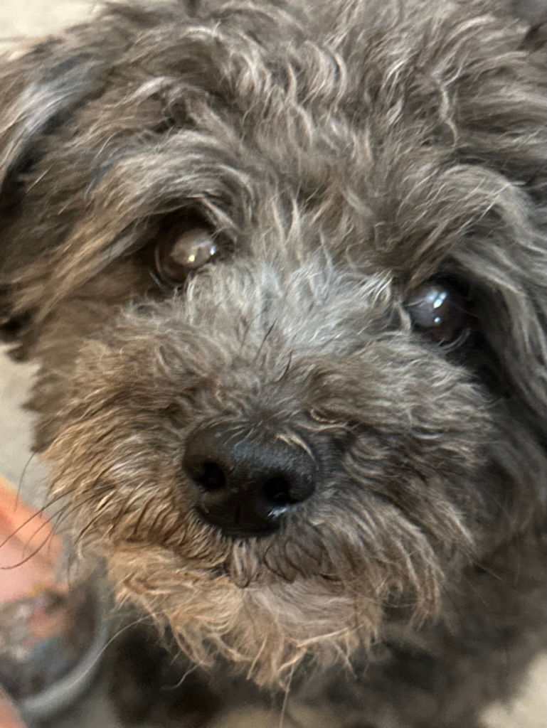 Bella, now 15.5 years old. Still spunky as ever.