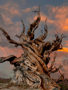 Methuselah, the ancient Bristlecone Pine.