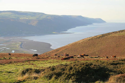 exmoorfarmback.jpg