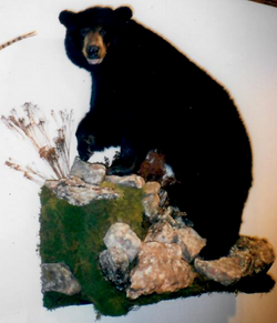 black bear LS on wall w rocks_Cropped