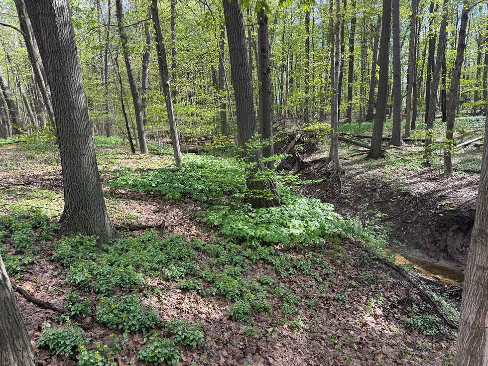 Walk about in Grose Park Tuesday 5/5/26 from 7:00-8:30am