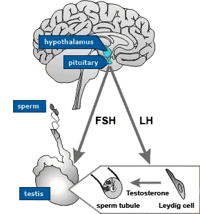 hormone disorders male infertility.gif