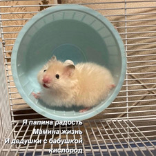 elvinakamalova03_mail.ru.jpeg