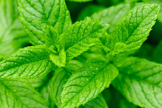 Ingredient-Mint.png