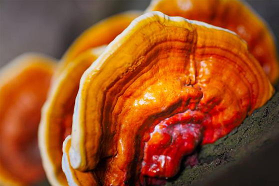 Ingredient-ReishiMushroom.png