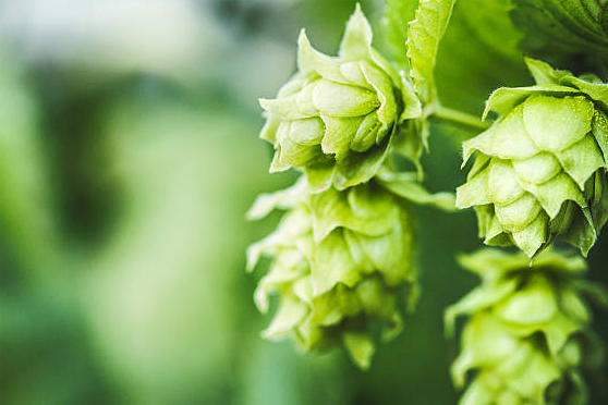 Ingredient-Hops.png