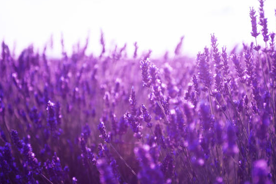 Ingredient-Lavender.png