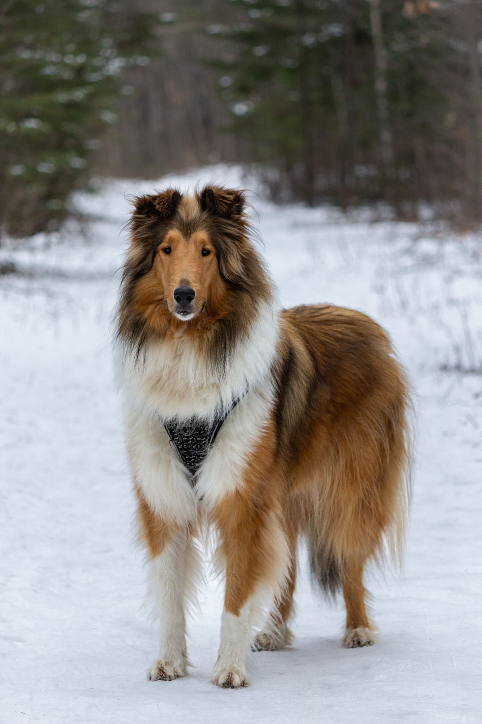Fur in winter