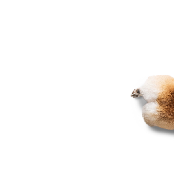 Dog-butt.png