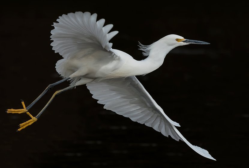 egret.png