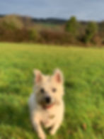 Angus