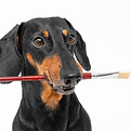 Dog pensive artist holds paint brush in his mouth, thinks over creative idea Dachshund lea