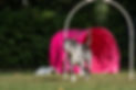 Dog at hoopers agility parcours.jpg