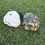 Thumbnail: Natural/Green Trucker