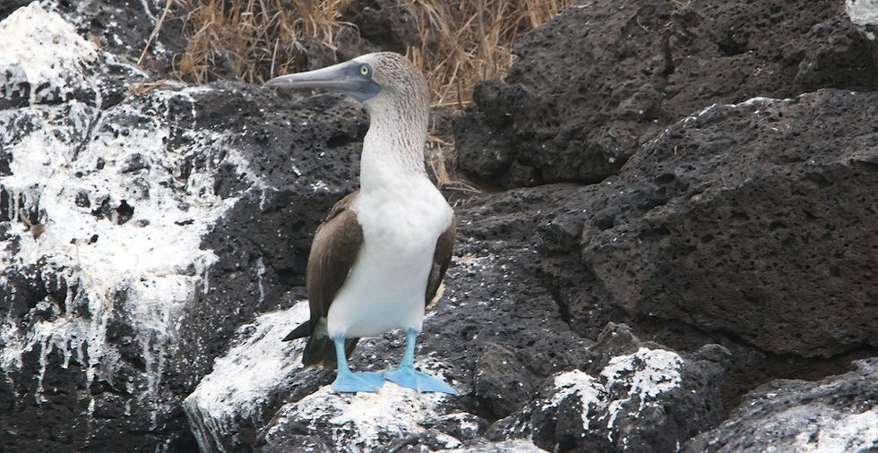 bird_edited.jpg