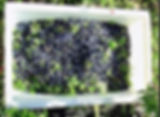fresh harvest of haskap at Northern Light Orchards
