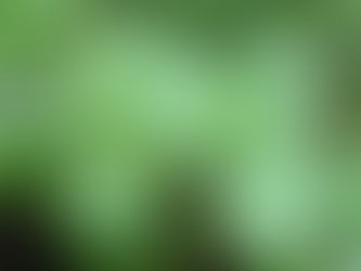                Holistic Acne Support