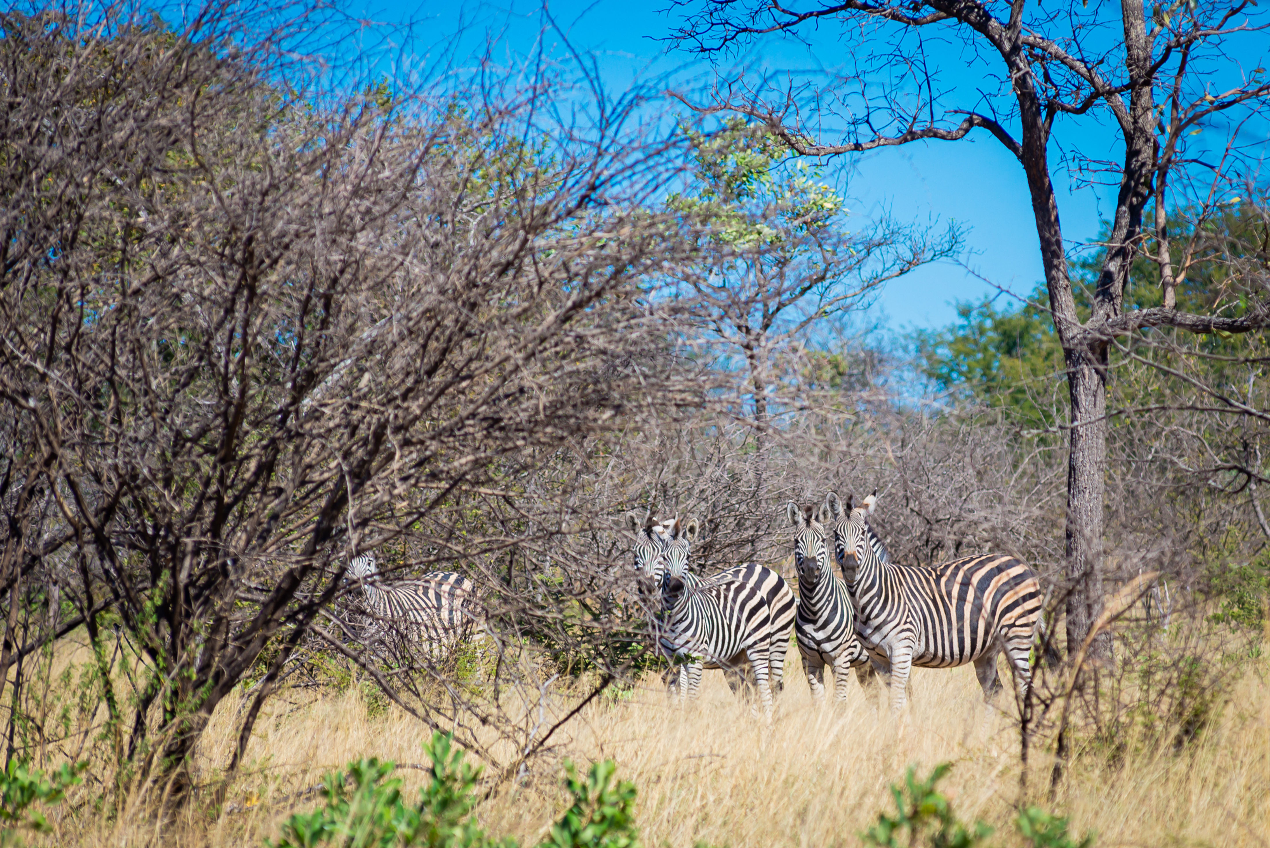 Walking Safari