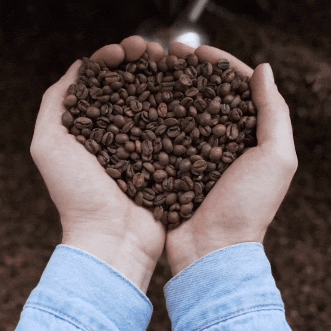 Hands holding roasted beans
