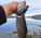 Fiskesesongen startar fredag 10.juli