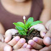 Plant In Hands