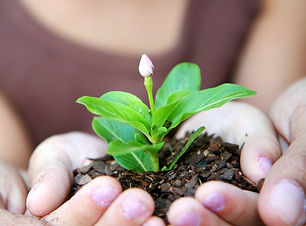 Seedling held in hands — Planting trees / Jeune pousse entre les mains — Plantation d’arbres