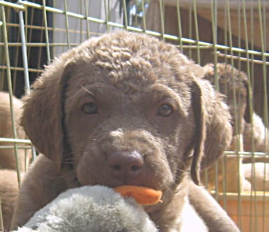 Evening Star, Age 5 Weeks