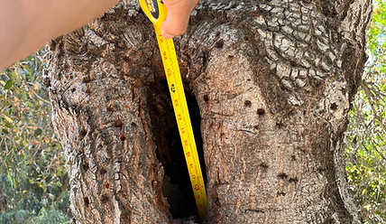Tree Cavity Inspecton