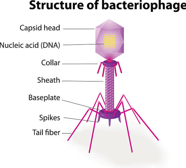 Bacteriophages: A Promising Alternative to Antibiotics